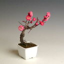 小品盆栽素材:梅(摩耶紅梅)