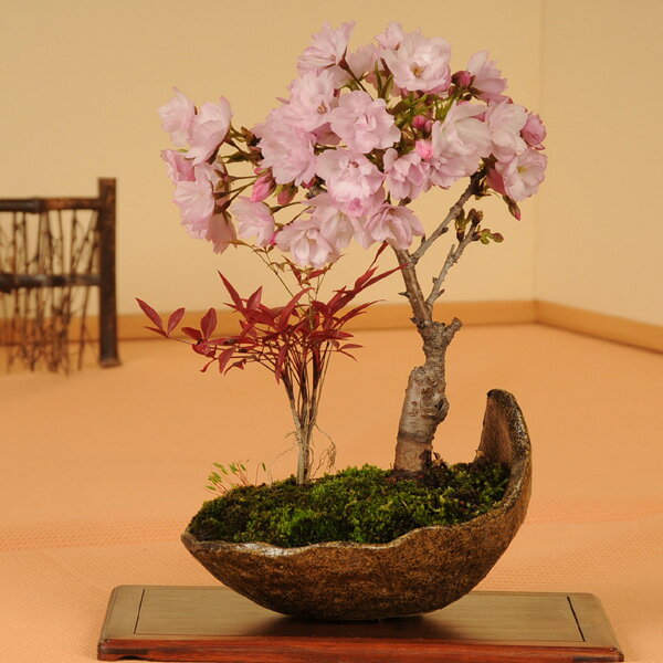 盆栽：桜・南天寄せ植え*【送料無料】