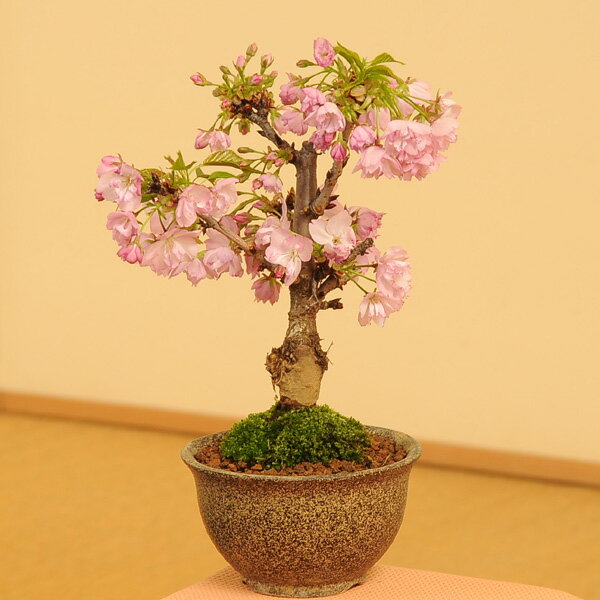 盆栽素材：一才桜（さくら）プラポット*【ぼんさい　ボンサイ】