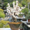 盆栽：白梅(瀬戸焼変形鉢)*【2022年開花】【送料無料】【あす楽】【ぼんさい】【ボンサイ】bonsai