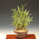 山野草：縞笹寄せ（瀬戸焼鉢）*bonsai