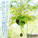 【お中元】【即日出荷可!】【送料無料】:納涼!吊りしのぶ(風鈴付)*