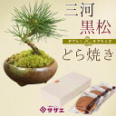 敬老の日 プレゼントギフト:三河黒松&どら焼きセット*bonsai