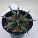 多肉植物:アガベ 姫乱れ雪*幅12cm 多肉植物:アガベ 姫乱れ雪*幅12cm