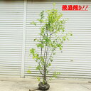 庭木　植木：ジューンベリー（アメリカザイフリボク）　現品をお選びください。　樹高150cm　全高170cm*佐川急便