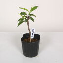 幼木苗:富士桜(赤花八重咲・バラ咲)*ふじさくら サクラ