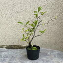 苗:常盤柿(ときわがき)オス木* トキワガキ