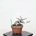ミニ盆栽:山紅葉 現品*山もみじ モミジ Momiji
