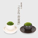 盆栽 鉢色選べる:小さな苔盆栽*<丸陶器鉢>受け皿付き ヤマゴケ山苔テラリウム飾りミニ盆栽プレゼントにも bonsai