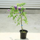 庭木・植木:アメリカフジ アメジストフォール(アメリカ藤)紫花