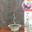 桜盆栽:桜(八重の輝き)(瀬戸焼丸鉢)*Sakura 【2021年春開花】【送料無料】【さくら盆栽】自宅でお花見