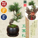 小品盆栽:五葉松(瀬戸焼黒丸鉢)* 【苔と受け皿 ラッピング 付き】【ラッピングのお色選べる】【送料無料】bonsai