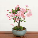 桜盆栽:花かいどう*(祥石(二代目)空色鉢)*送料無料 花海棠 垂糸海棠