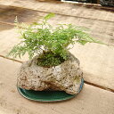 山野草：トキワシノブ石付（受け皿付）*【送料無料】bonsai
