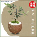 ミニ盆栽：オリーブの木盆栽*(信楽焼小鉢)(苔・寒水付)【送料無料】【即日出荷可】bonsai