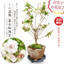 ミニ盆栽 :富士桜淋宝(信楽花型小鉢)*【2022年開花終了】苔と受け皿付き【送料無料】(ふじさくらりんぽう)琳宝サクラ八重咲き和お花見鉢植えbonsai