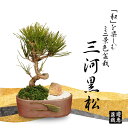 ミニ景色盆栽:三河黒松*(瀬戸焼楕円鉢)<数量限定>苔 和 鉢植え 祝い ギフト gift 誕生日祝 開店祝 御祝 プレゼントにもbonsai