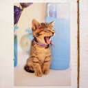【猫のポストカード】子猫 あくび(絵葉書 絵はがき 猫雑貨 猫グッズ ネコ雑貨 ねこ柄 キャット)EC