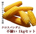 クロスバンダム【昔とうきび】不揃いの少々...