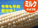 幻の白いとうもろこし☆ピュアホワイト☆おかげ様で行列ができました〜♪送料無料【北海道 旬】開催8月下旬からの発送です【532P16Jul16】