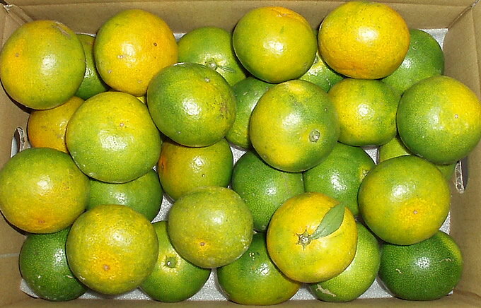 ʤĶò48֥ॻ̵۶ߤ3kg48hgsd0810