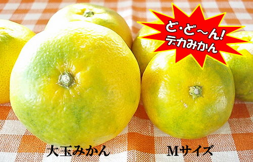 ٤Ƥߤơ礭ƿ٤䤹ॻ̵̤ߤ()10kgPointClub5ǯPointClub5ǯ ̵PointClub5ǯ PointClub5ǯ 