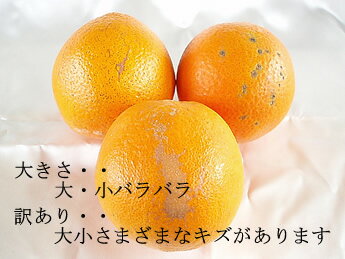 10kgȢƤ󤳤̵֥͡른塼0309PUP10M