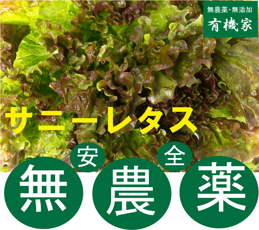 無農薬サニーレタス1束★有機JAS（無農薬・無添加）★長野県産...:yuukiya0097:10008485