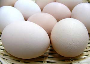 ●産みたて発送小林養鶏　新鮮プリプリ卵　10個 （5月〜10月はクール便でお届けです。別途クール代210円）ky-b-2-10