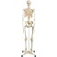 【送料無料】 人体模型 人体骨格モデルA10 高さ170cm 3B Scientific