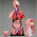 【送料無料】 人体模型 男女交換ミニトルソ 11.5×17.5×45cm タフリーインターナショナル
