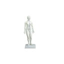 経穴模型Human Model 経穴模型 女性モデル 48cm 約0.6kg