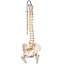 【送料無料】 模型Human Model 脊柱可動型モデル、大腿骨付 高さ83cm 2.1kg A58/2 3B Scientific