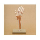 【送料無料】 模型Human Model 手関節機能模型 36×18×19cm 400g ソムソ