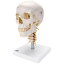 【送料無料】 模型Human Model 頭蓋、頚椎付、4分解モデル 20×13.5×15.5cm 1.4kg A20/1 3B Scientific
