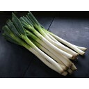 北海道産 軟白ねぎ/ネギ 【2L 1kg】 冷蔵保存 〔業務用 店舗 お店 レストラン 飲食店 アウトドア バーベキュー〕【代引不可】