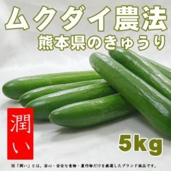 【潤い】ムクダイ農法のきゅうり 熊本産　5kg