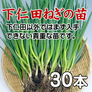 【下仁田から直送】下仁田ねぎ苗[30本]（栽培用下仁田ネギの苗）...:zeitaku-an:10000111