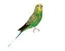 Budgie(Green) ZLZCCR@O[ PUEBCO Artificial BirdsvGuR A[eBtBVo[h124070yyΉ_Cz
