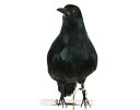 Crow　横向き　/カラス PUEBCO Artificial Birdsプエブコ アーティフィシャルバード104072【あす楽対応_東海】