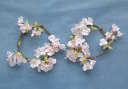 直径約15cm【桜リング】 E3556-19【造花】さくら　30％引で販売中