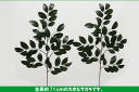 あす楽【造花】枯れない榊全長約71cm【大榊スプレー1本物】003307*加工無しそのままの状態加工無しで販売