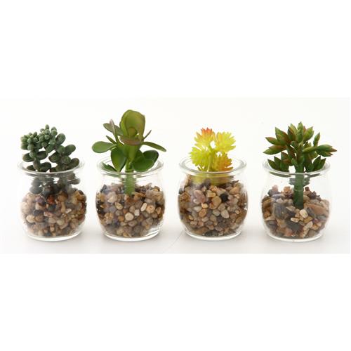 多肉植物ミニボトル  アソートコード:56409 不二貿易