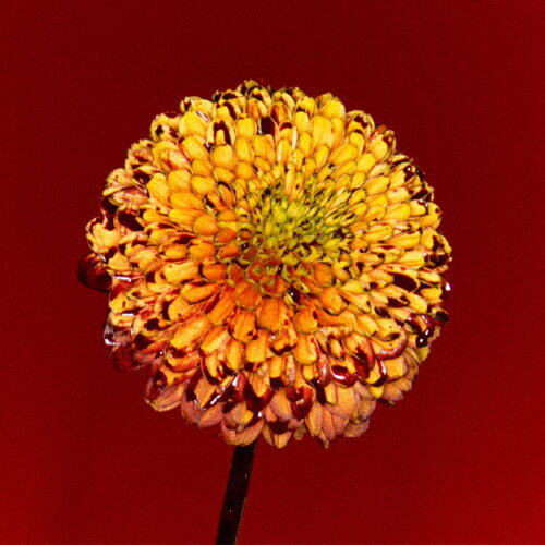 Mountain　Top／Shape　Of　Miracle/ＣＤシングル（１２ｃｍ）/UPCH-80488