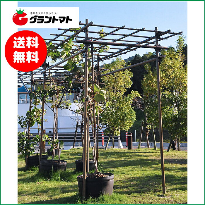 フルーツパーゴラDX 果樹用棚支柱セット 【メーカー直送】