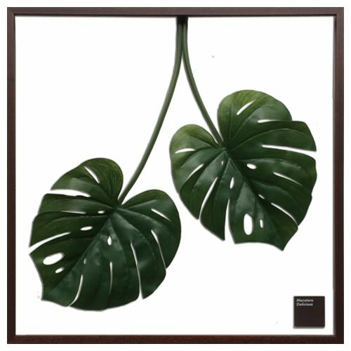 グリーン 額付 モンステラ リーフ アートパネル F-style Frame Monstera Deliciosa IFF-52330 美工社 77.5×77.5cm お洒落 観葉植物 インテリアグッズ通販 【取寄品】 【送料無料】シネマコレクション【全品ポイント5倍】【ママ割 エントリーでさらに5倍】9/25朝10時まで