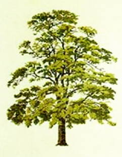 【送料無料】フレメ Almindelig robinie ニセアカシア 7B クロスステッチ Haandarbejdets Fremme キット 刺しゅう 北欧 デンマーク 手工芸 ギルド GB 30-6032