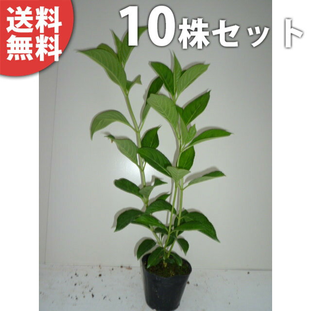 【送料無料】【10本セット】 ジョウリョクアジサイ 樹高0.3m前後 13.5cmポット 苗木 植木 苗 庭木 生け垣 シンボルツリー 常緑樹