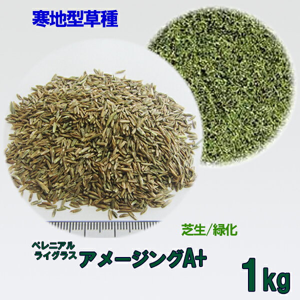 種子 ペレニアルライグラス アメージングA+ 1kg