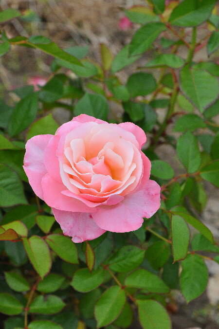 日常が戻ってきた リフォームした家と桜の咲く庭で 日常が戻ってきた リフォームした家と桜の咲く庭で